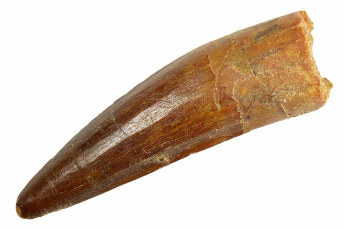 Fossil Spinosaurus Tooth - Real Dinosaur Tooth #253497